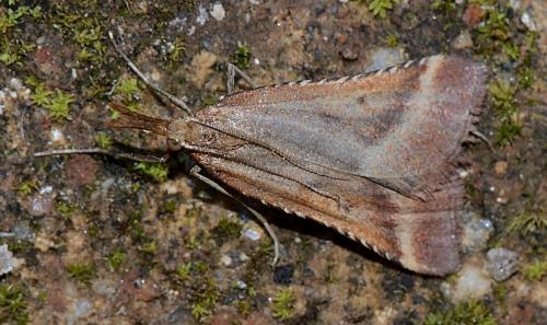 Synaphe punctalis